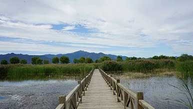 北京野鸭湖保护区迎大批珍稀开河鸟