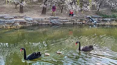 圆明园修复再生水重建鱼鸟天堂