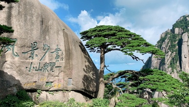 黄山千年迎客松迎第五次全面“体检”