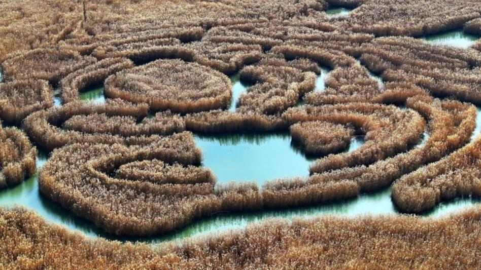 初冬湿地美如画