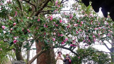 江苏苏州：200多岁美人茶繁花盛开沧浪亭