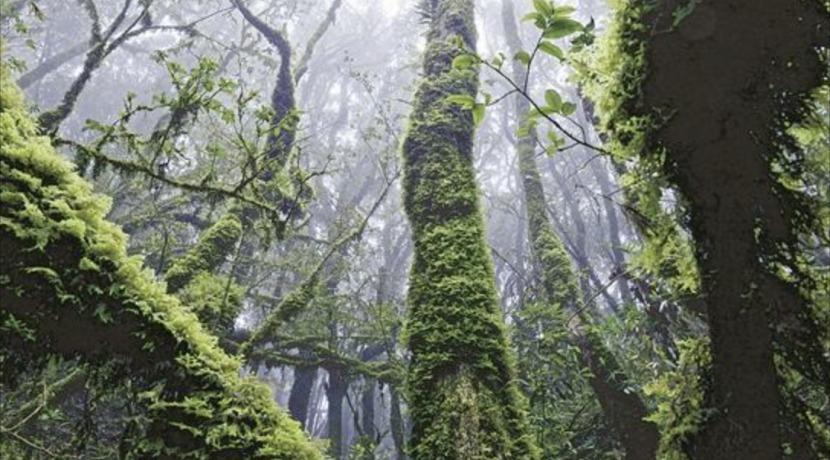 “爆红”的哀牢山是座什么山？