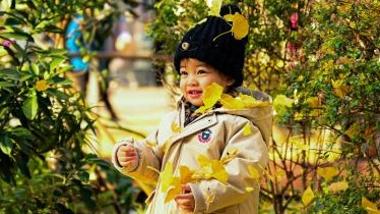 上海迎来银杏最佳观赏期 “金黄”外衣染初冬