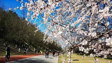 北京推出“清明上河徒步游”线路