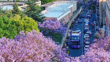 云南昆明：蓝花楹如期开放引游人观赏