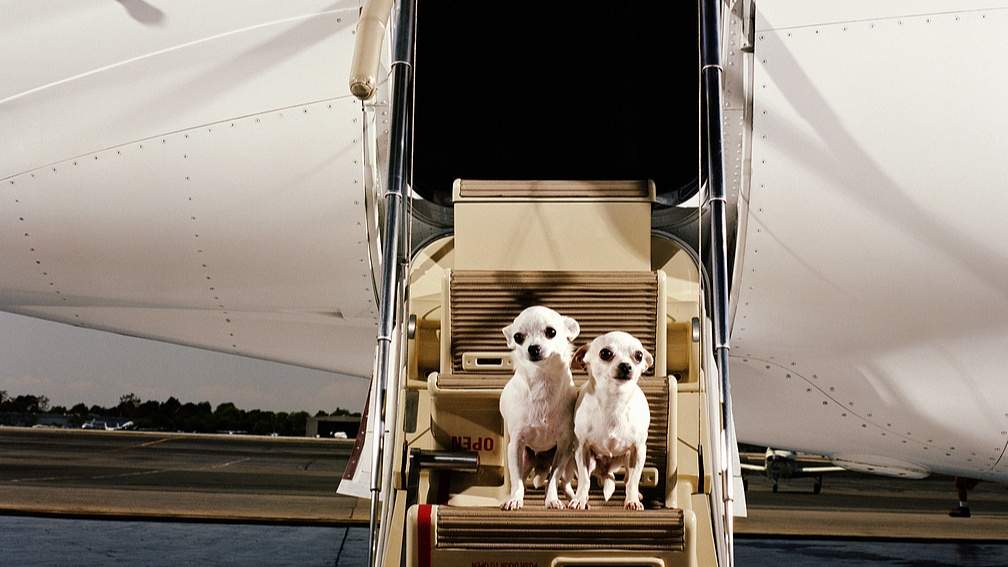 航司竞速“携宠出行”：“民航+宠物”开始延伸