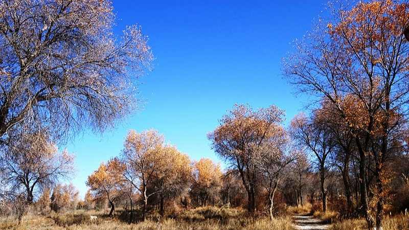 胡杨已一树金黄！泽普县第十六届金湖杨旅游文化季邀您来品
