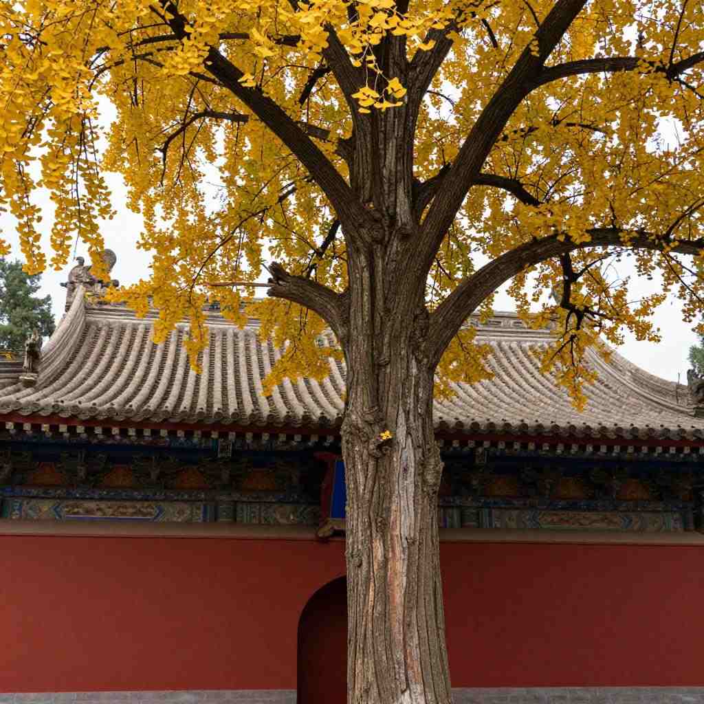 全国银杏观赏地图：解锁十大观赏地限定秋色