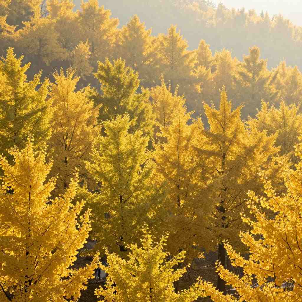 全国银杏观赏地图：解锁十大观赏地限定秋色